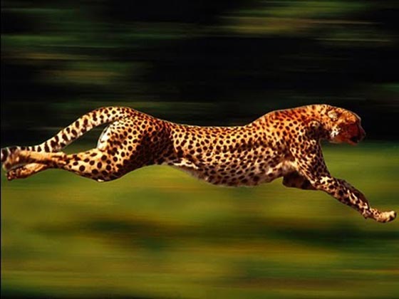 أسرع 9 أشياء بالعالم، ليست سيارات فقط واحدها موجود في دولة عربية صورة رقم 8