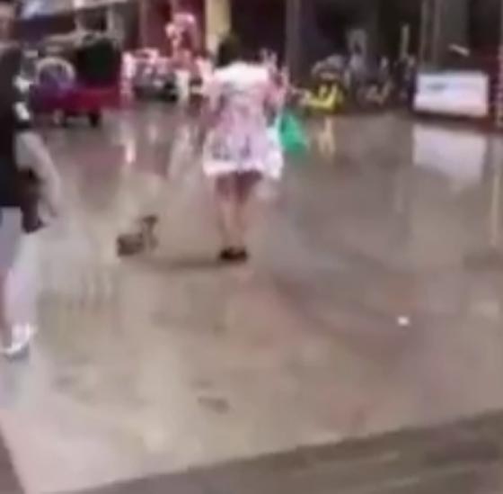 فيديو مثير.. امرأة تفزع المارة بوحشيتها تجاه كلبها الصغير صورة رقم 2