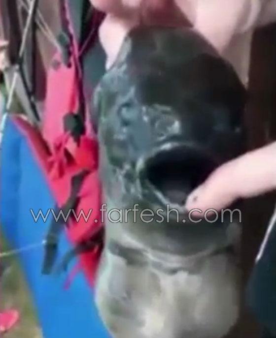 صيادون روس يعثرون على سمكة غريبة تبدو كنوع من الوحوش.. فيديو صورة رقم 1