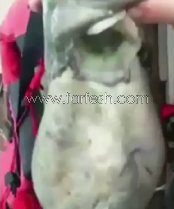 صيادون روس يعثرون على سمكة غريبة تبدو كنوع من الوحوش.. فيديو صورة رقم 2