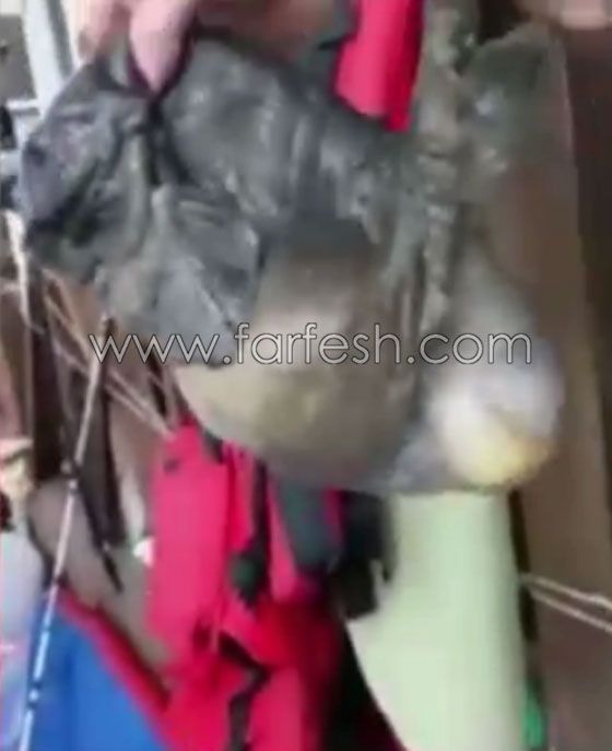 صيادون روس يعثرون على سمكة غريبة تبدو كنوع من الوحوش.. فيديو صورة رقم 3