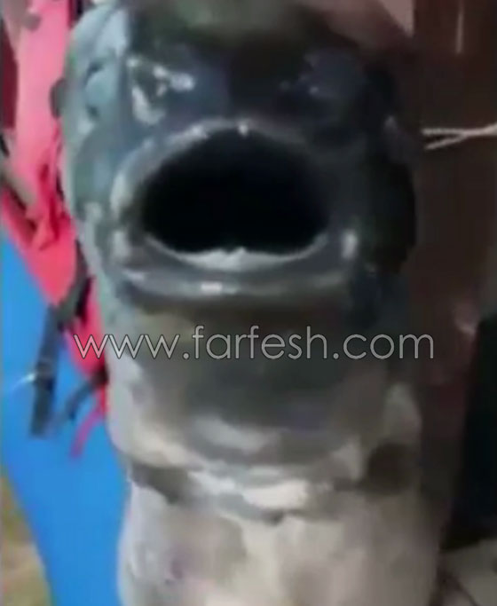 صيادون روس يعثرون على سمكة غريبة تبدو كنوع من الوحوش.. فيديو صورة رقم 4
