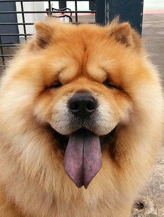 صور طريفة ومذهلة.. فنجان القهوة يحمل ملامح حيوانك الأليف في تايوان صورة رقم 4