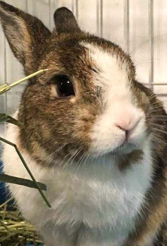 صور طريفة ومذهلة.. فنجان القهوة يحمل ملامح حيوانك الأليف في تايوان صورة رقم 6