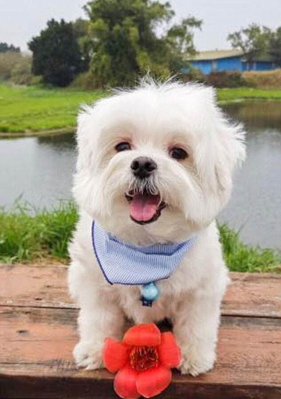 صور طريفة ومذهلة.. فنجان القهوة يحمل ملامح حيوانك الأليف في تايوان صورة رقم 8