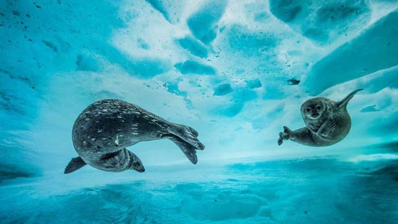 11 صورة رائعة فازت بمسابقة 