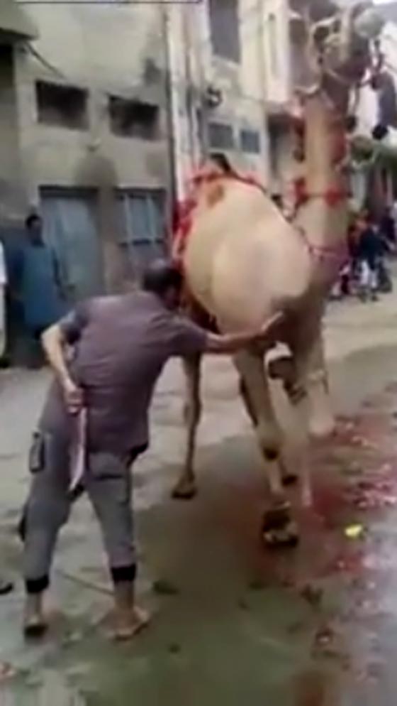  فيديو مثير.. جمل ينتقم من جزار وهو يقوم بذبحه صورة رقم 1