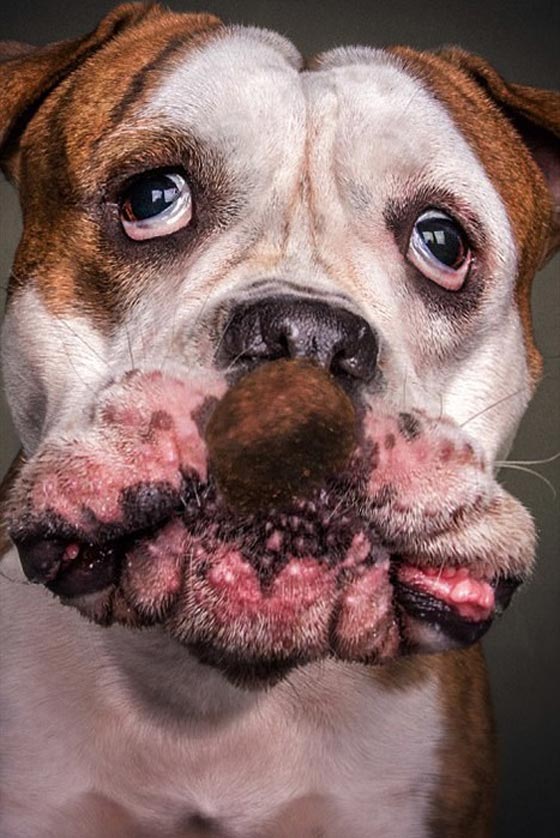 صور رائعة تظهر ملامح وجه الكلاب الجائعة عند حصولها على طعام صورة رقم 6