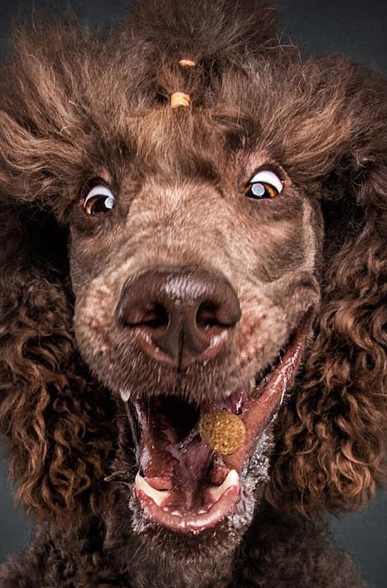 صور رائعة تظهر ملامح وجه الكلاب الجائعة عند حصولها على طعام صورة رقم 4