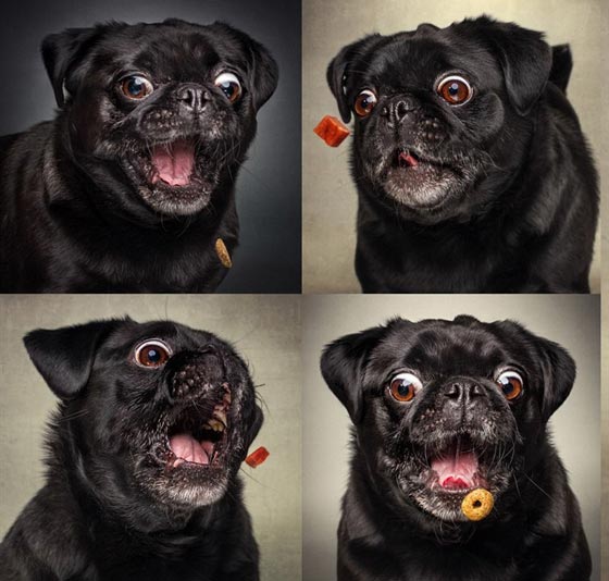 صور رائعة تظهر ملامح وجه الكلاب الجائعة عند حصولها على طعام صورة رقم 2