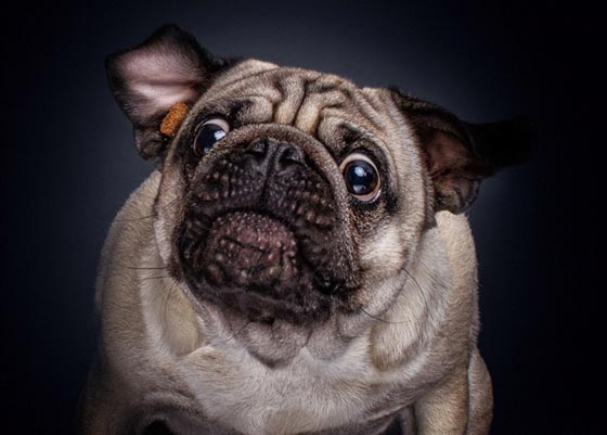 صور رائعة تظهر ملامح وجه الكلاب الجائعة عند حصولها على طعام صورة رقم 8