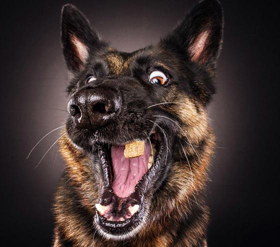 صور رائعة تظهر ملامح وجه الكلاب الجائعة عند حصولها على طعام صورة رقم 9