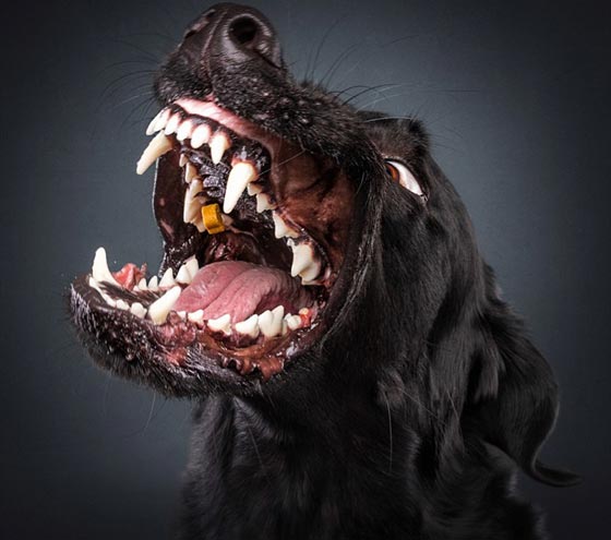 صور رائعة تظهر ملامح وجه الكلاب الجائعة عند حصولها على طعام صورة رقم 10