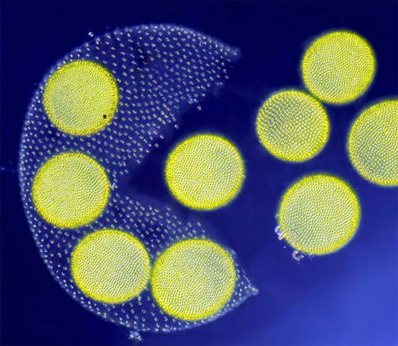 أروع الصور المجهرية وأكثرها إثارة للإعجاب على الإطلاق! صورة رقم 3