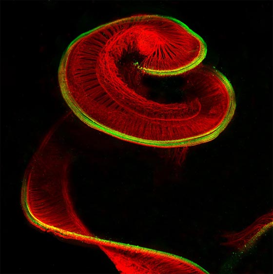 أروع الصور المجهرية وأكثرها إثارة للإعجاب على الإطلاق! صورة رقم 6