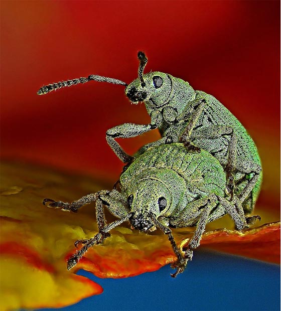 أروع الصور المجهرية وأكثرها إثارة للإعجاب على الإطلاق! صورة رقم 8