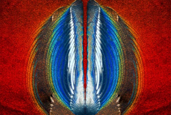 أروع الصور المجهرية وأكثرها إثارة للإعجاب على الإطلاق! صورة رقم 9