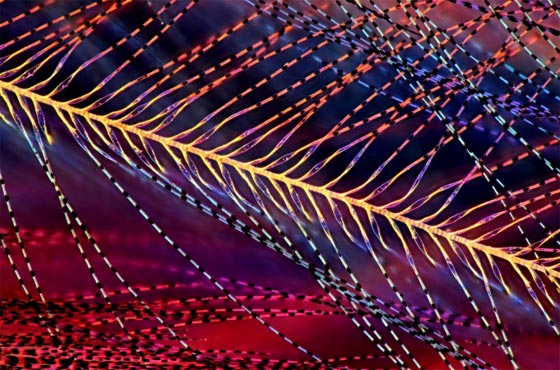 أروع الصور المجهرية وأكثرها إثارة للإعجاب على الإطلاق! صورة رقم 12