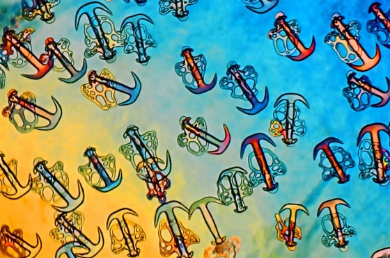 أروع الصور المجهرية وأكثرها إثارة للإعجاب على الإطلاق! صورة رقم 14