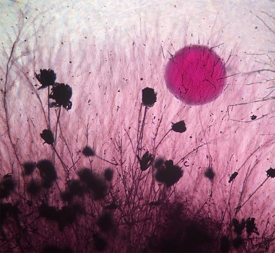 أروع الصور المجهرية وأكثرها إثارة للإعجاب على الإطلاق! صورة رقم 15