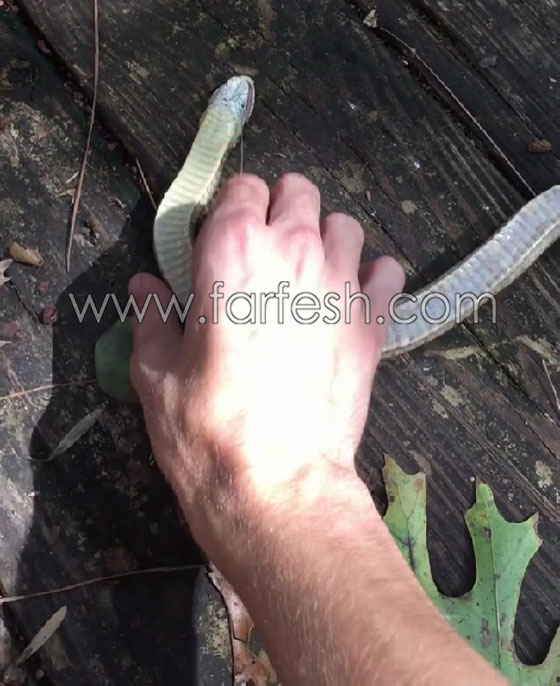 فيديو غريب.. أفعى تجيد التمثيل وتتظاهر بالموت تثير ذهول رجل أمريكي صورة رقم 6