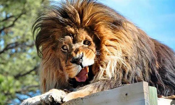 صور طريفة لحيوانات التقطت في الوقت المناسب صورة رقم 9