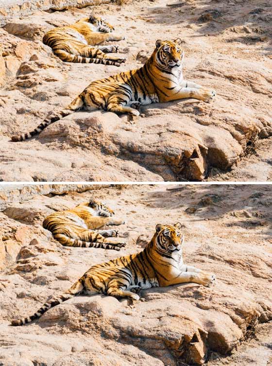 للأذكياء فقط.. استخرج الفروق والاختلافات في الصور صورة رقم 4