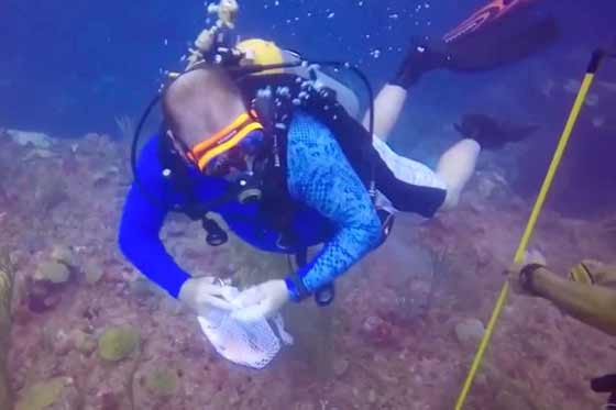 فيديو مثير.. صراع بين سمكة قرش وغواص  صورة رقم 3