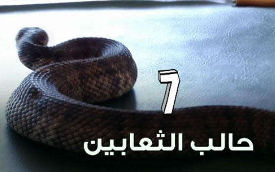 فيديو أغرب الوظائف: شم الابطين، تذوّق طعام الكلاب واحتضان الغير! صورة رقم 7
