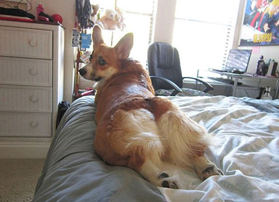 صور طريفة.. أغرب أوضاع الاسترخاء للحيوانات أمام الكاميرا صورة رقم 1