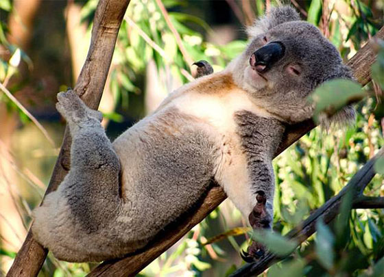 صور طريفة.. أغرب أوضاع الاسترخاء للحيوانات أمام الكاميرا صورة رقم 2
