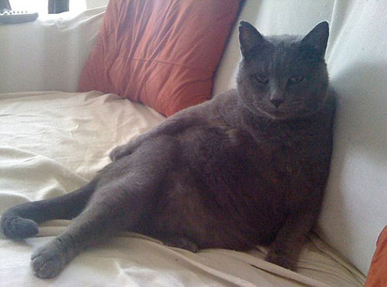 صور طريفة.. أغرب أوضاع الاسترخاء للحيوانات أمام الكاميرا صورة رقم 3