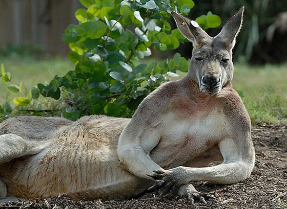 صور طريفة.. أغرب أوضاع الاسترخاء للحيوانات أمام الكاميرا صورة رقم 4