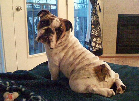 صور طريفة.. أغرب أوضاع الاسترخاء للحيوانات أمام الكاميرا صورة رقم 5