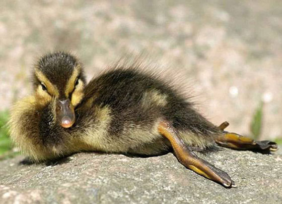 صور طريفة.. أغرب أوضاع الاسترخاء للحيوانات أمام الكاميرا صورة رقم 6