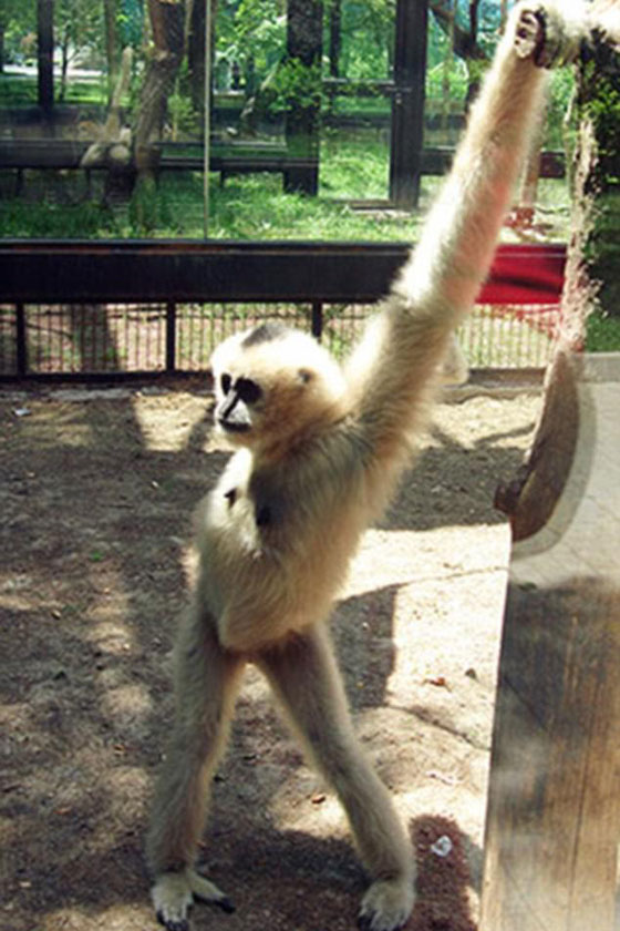 صور طريفة.. أغرب أوضاع الاسترخاء للحيوانات أمام الكاميرا صورة رقم 7