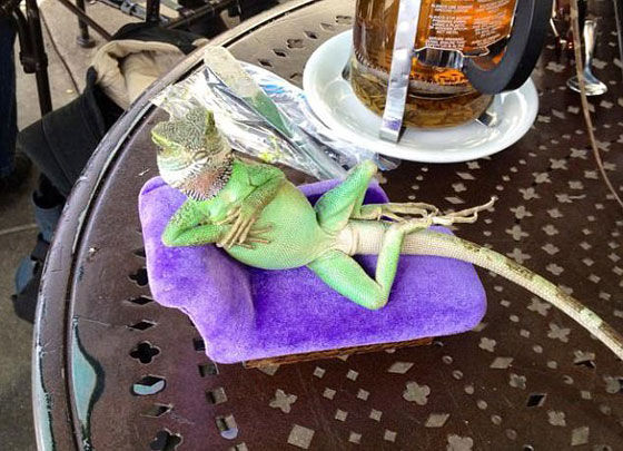 صور طريفة.. أغرب أوضاع الاسترخاء للحيوانات أمام الكاميرا صورة رقم 8