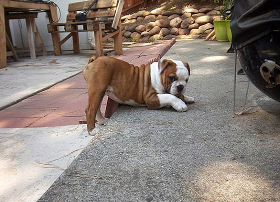 صور طريفة.. أغرب أوضاع الاسترخاء للحيوانات أمام الكاميرا صورة رقم 9