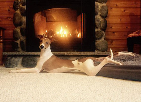 صور طريفة.. أغرب أوضاع الاسترخاء للحيوانات أمام الكاميرا صورة رقم 10