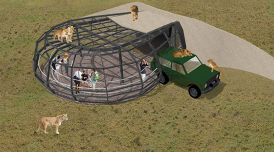 تجربة مرعبة.. حديقة حيوان تضع الناس بداخل قفص والأسود حولهم صورة رقم 1