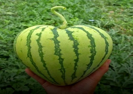 بالفيديو..  فاكهة بأشكال مختلفة وغريبة في الصين صورة رقم 2