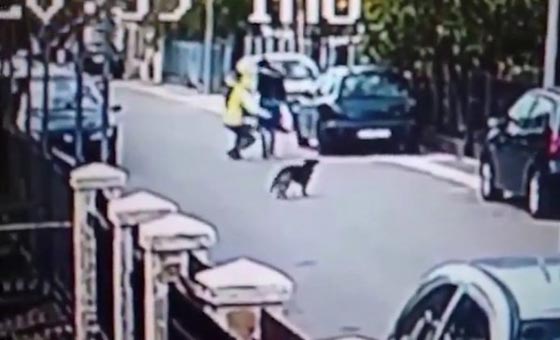 بالفيديو.. كلب شجاع انقذ سيدة من تعرضها للسرقة صورة رقم 3 بالفيديو.. كلب شجاع انقذ سيدة من تعرضها للسرقة صورة رقم 3