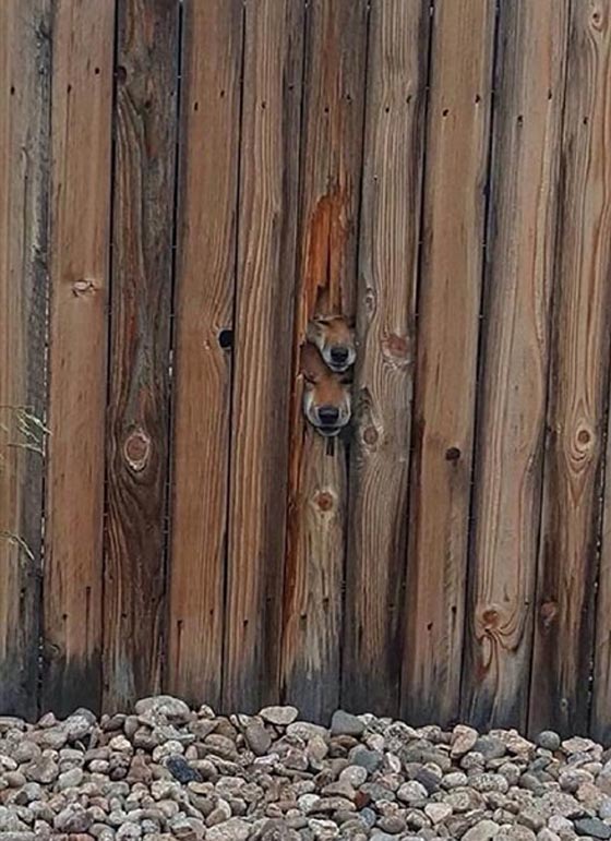 صور غريبة حيّرت الجميع! هل ستدرك انت حقيقتها ام تحتار كغيرك؟ صورة رقم 10 صور غريبة حيّرت الجميع! هل ستدرك انت حقيقتها ام تحتار كغيرك؟ صورة رقم 10