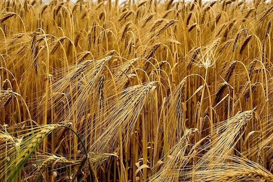 أغرب 10 اختبارات قديمة لكشف الحمل منها البصل والكلور وعيني المرأة! صورة رقم 1