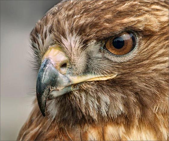 10 صفات وقدرات تميز الحيوانات عن الإنسان صورة رقم 1