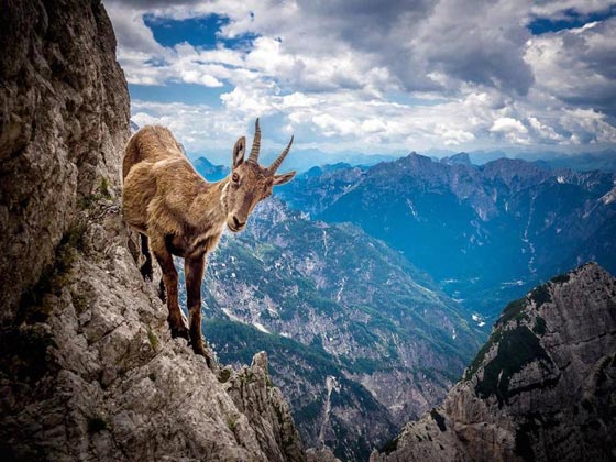 10 صفات وقدرات تميز الحيوانات عن الإنسان صورة رقم 3