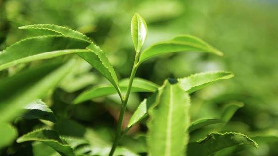 اليكم أفضل الاعشاب المضادة للأرق صورة رقم 1