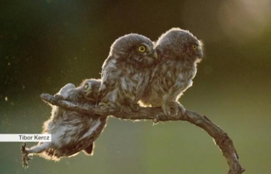 صور طريفة لحيوانات لم تشاهدوها من قبل صورة رقم 1