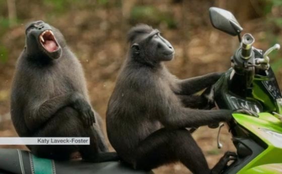 صور طريفة لحيوانات لم تشاهدوها من قبل صورة رقم 2