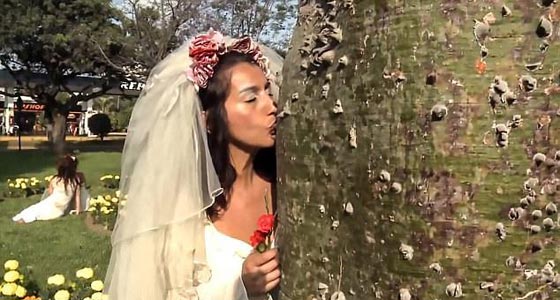 فتيات يتزوجن في حفل زفاف جماعي والعريس شجرة.. فيديو صورة رقم 2